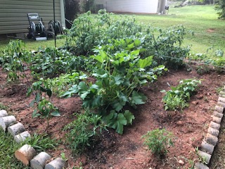 Dr. McCaskill's Home Garden